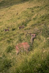 A deer sits in the tall green grass of one of Ireland's many hills