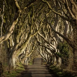 Twisted trees line the iconic Kingsroad from Game of Thrones