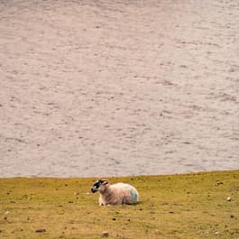 A single white sheep sits on the coast of Peuogeot Arranmore, Ireland