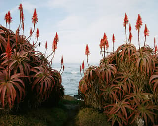 Aloe flowers blooming along the coast in Pacific Grove, California.