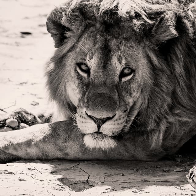 BW Photo of Lion in Tanzania