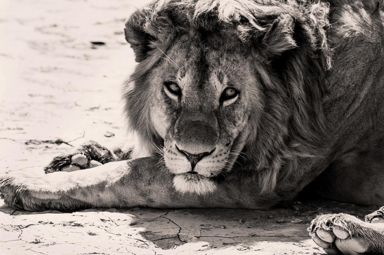 BW Photo of Lion in Tanzania