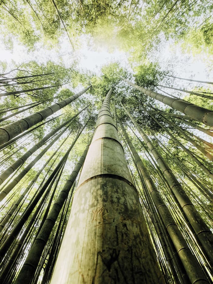 A perspective of the Arashiyama Bamboo Grove shot from below, looking up at the bamboo trees taken by Erica Coble @filmandpixel