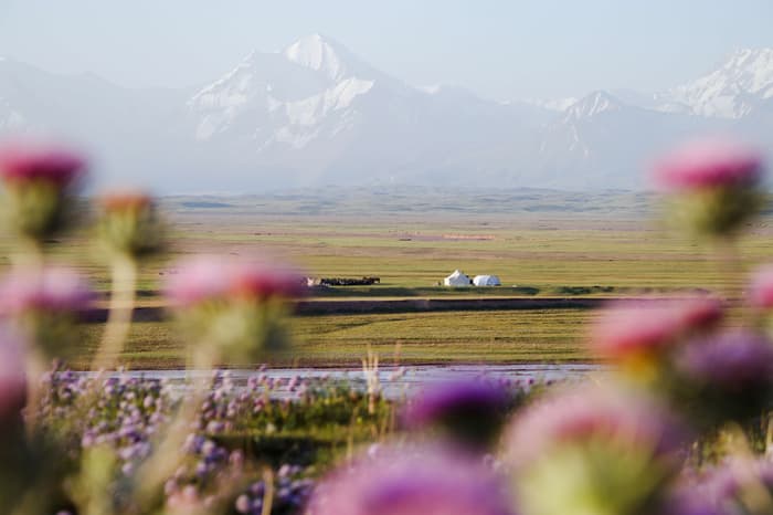 Purple flowers are blurred in the foreground, with snowy mountains off to the distance in the Alay Valley of Kyrgyzstan