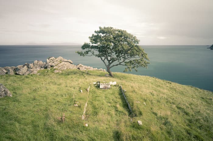A single green tree sits on a hill on the coastal causeway of northern Ireland